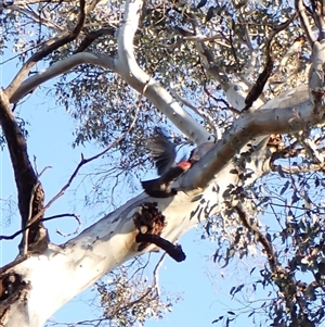 Callocephalon fimbriatum at Cook, ACT - suppressed