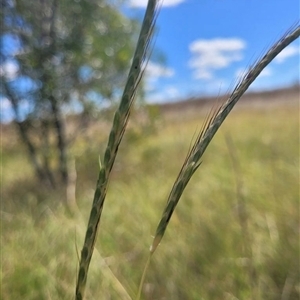 Dichanthium queenslandicum (King Blue Grass) at Pittsworth, QLD by MichaelBedingfield