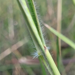 Dichanthium queenslandicum at suppressed - 28 Apr 2021