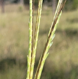 Dichanthium queenslandicum at suppressed - 28 Apr 2021