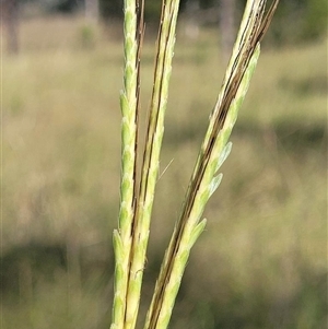 Dichanthium queenslandicum at suppressed - suppressed