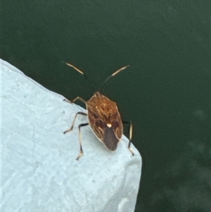 Poecilometis sp. (genus) at Belconnen, ACT - 29 Sep 2024