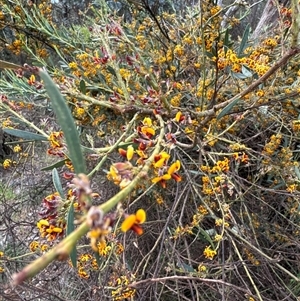 Daviesia mimosoides subsp. mimosoides at Belconnen, ACT - 29 Sep 2024 03:13 PM