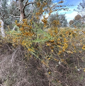 Daviesia mimosoides subsp. mimosoides at Belconnen, ACT - 29 Sep 2024