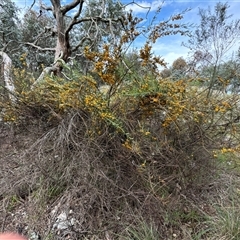 Daviesia mimosoides subsp. mimosoides at Belconnen, ACT - 29 Sep 2024