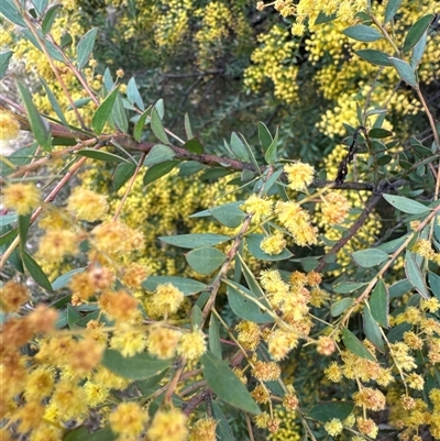 Acacia sp. (A Wattle) at Belconnen, ACT - 29 Sep 2024 by Jubeyjubes