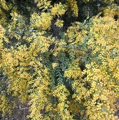 Acacia sp. at Belconnen, ACT - 29 Sep 2024