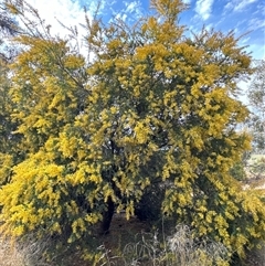 Acacia sp. at Belconnen, ACT - 29 Sep 2024