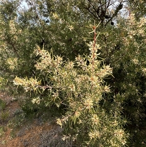 Hakea decurrens subsp. decurrens at Belconnen, ACT - 29 Sep 2024 03:07 PM