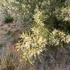 Hakea decurrens subsp. decurrens at Belconnen, ACT - 29 Sep 2024 03:07 PM