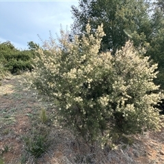 Hakea decurrens subsp. decurrens at Belconnen, ACT - 29 Sep 2024 03:07 PM