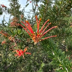 Grevillea juniperina (Grevillea) at Belconnen, ACT - 29 Sep 2024 by Jubeyjubes