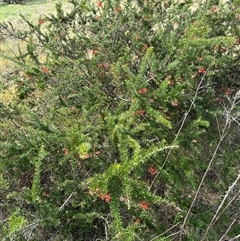 Grevillea juniperina at Belconnen, ACT - 29 Sep 2024