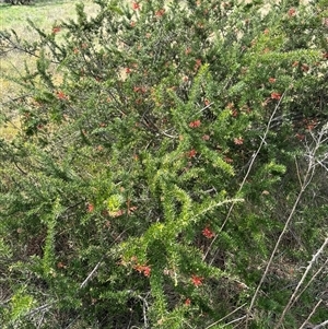 Grevillea juniperina at Belconnen, ACT - 29 Sep 2024