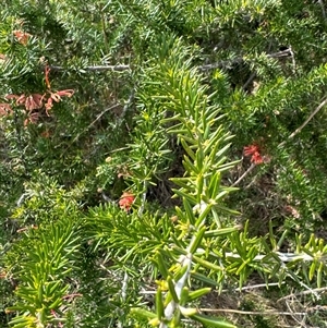 Grevillea juniperina at Belconnen, ACT - 29 Sep 2024