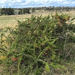 Grevillea juniperina at Belconnen, ACT - 29 Sep 2024