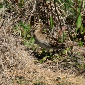 Gallinago hardwickii at Fyshwick, ACT - 2 Oct 2024