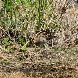 Gallinago hardwickii at Fyshwick, ACT - 2 Oct 2024