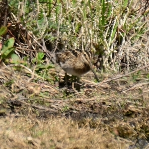 Gallinago hardwickii at Fyshwick, ACT - 2 Oct 2024