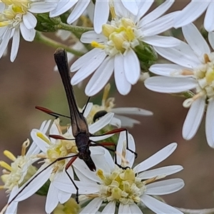 Enchoptera apicalis at Isaacs, ACT - 2 Oct 2024