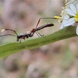 Enchoptera apicalis at Isaacs, ACT - 2 Oct 2024