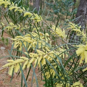 Acacia floribunda at Isaacs, ACT - 2 Oct 2024