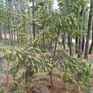 Acacia floribunda at Isaacs, ACT - 2 Oct 2024