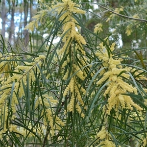 Acacia floribunda at Isaacs, ACT - 2 Oct 2024