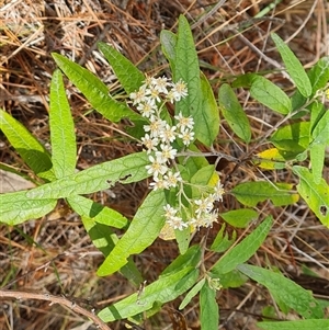 Olearia lirata at Isaacs, ACT - 2 Oct 2024