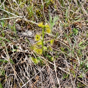 Drosera gunniana at Isaacs, ACT - 2 Oct 2024