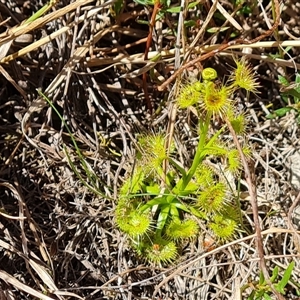 Drosera gunniana at Isaacs, ACT - 2 Oct 2024