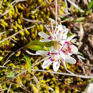 Wurmbea dioica subsp. dioica at Isaacs, ACT - 2 Oct 2024