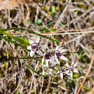 Wurmbea dioica subsp. dioica at Isaacs, ACT - 2 Oct 2024