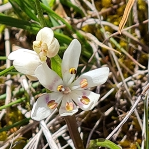 Wurmbea dioica subsp. dioica at Isaacs, ACT - 2 Oct 2024