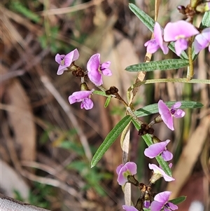 Glycine clandestina at Isaacs, ACT - 2 Oct 2024