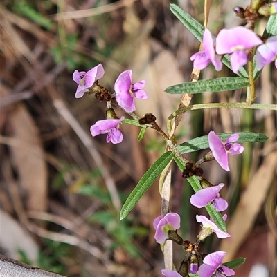 Glycine clandestina (Twining Glycine) at Isaacs, ACT - 2 Oct 2024 by Mike