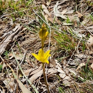 Bulbine sp. at Isaacs, ACT - 2 Oct 2024