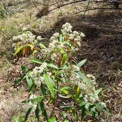 Olearia lirata (Snowy Daisybush) at Isaacs, ACT - 2 Oct 2024 by Mike