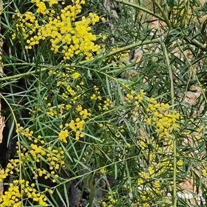 Acacia boormanii at Isaacs, ACT - 2 Oct 2024 12:02 PM