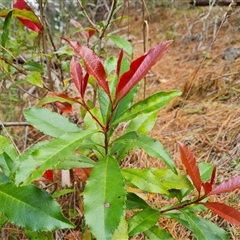 Photinia serratifolia (Chinese Photinia) at Isaacs, ACT - 2 Oct 2024 by Mike