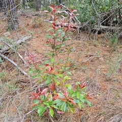 Photinia serratifolia at Isaacs, ACT - 2 Oct 2024