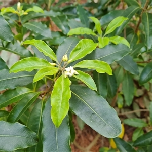 Pittosporum undulatum at Isaacs, ACT - 2 Oct 2024 11:56 AM