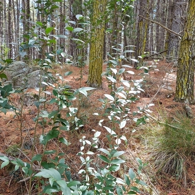 Ligustrum lucidum (Large-leaved Privet) at Isaacs, ACT - 2 Oct 2024 by Mike