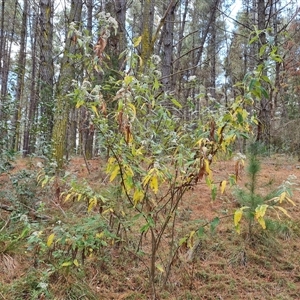 Olearia lirata at Isaacs, ACT - 2 Oct 2024