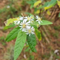 Olearia lirata at Isaacs, ACT - 2 Oct 2024