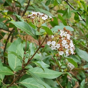 Viburnum tinus at Isaacs, ACT - 2 Oct 2024