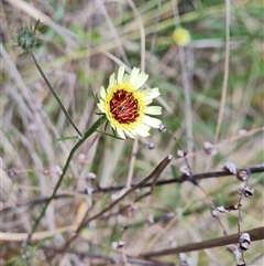 Tolpis barbata (Yellow Hawkweed) at Isaacs, ACT - 2 Oct 2024 by Mike