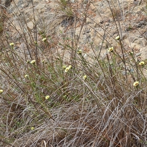 Tolpis barbata at Isaacs, ACT - 2 Oct 2024