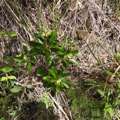 Unidentified Plant at Lower Pappinbarra, NSW - 2 Oct 2024 by DennisHill