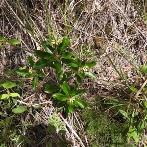 Pittosporum revolutum at Lower Pappinbarra, NSW - 2 Oct 2024 10:43 AM